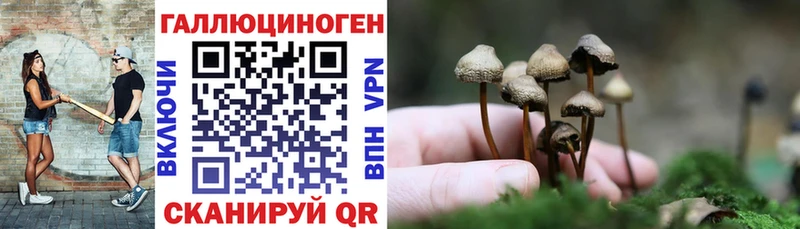 Псилоцибиновые грибы Psilocybe  Афипский 